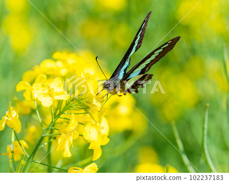 Haru Urara: Blue-bellied swallowtail butterflies that come to suck nectar from the rape blossoms in full bloom Haru Urara: Blue-bellied swallowtail butterflies that come to suck nectar from the rape blossoms in full bloom 102237183
