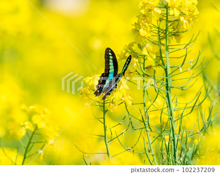 Haru Urara: Blue-bellied swallowtail butterflies that come to suck nectar from the rape blossoms in full bloom 102237209