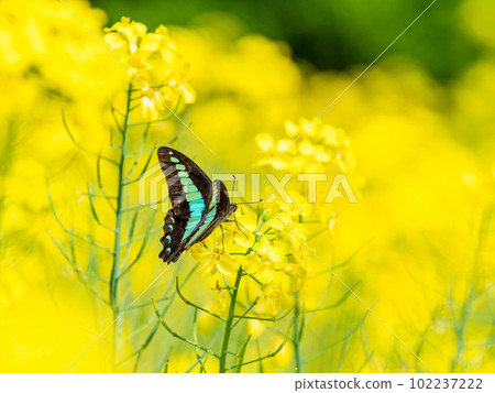 Haru Urara: Blue-bellied swallowtail butterflies that come to suck nectar from the rape blossoms in full bloom Haru Urara: Blue-bellied swallowtail butterflies that come to suck nectar from the rape blossoms in full bloom 102237222