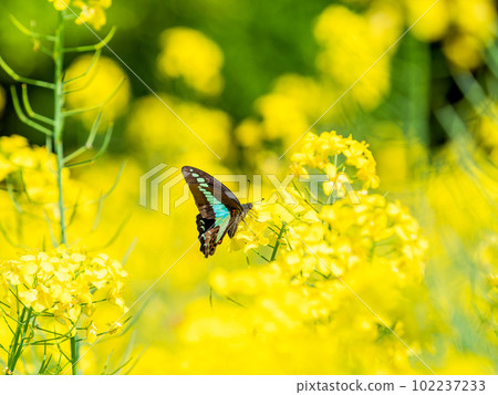 Haru Urara：從盛開的油菜花中吸食花蜜的藍腹燕尾蝶 102237233