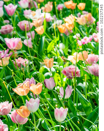 Haru Ranman Colorful and fun tulips Haru Ranman Colorful and fun tulips 102237345