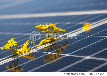 Close-up on solar panels and yellow flower - alternative energy production. Close-up on solar panels and yellow flower - alternative energy production. 102237364