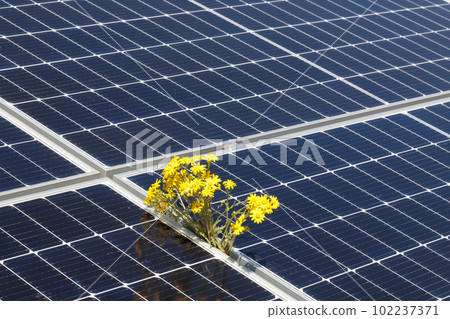 Close-up of solar power cells and flower. Environmentally friendly energy. Copy space. Close-up of solar power cells and flower. Environmentally friendly energy. Copy space. 102237371