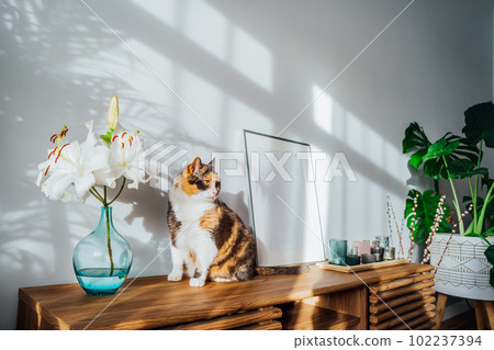 Modern minimalist style interior with white poster mockup, candles, lily flowers in vase and relaxed cat on a wooden console under sunlight and home plants shadows on a gray wall. Selective focus Modern minimalist style interior with white poster mockup, candles, lily flowers in vase and relaxed cat on a wooden console under sunlight and home plants shadows on a gray wall. Selective focus 102237394