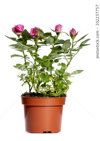 Indoor rose bush in a pot on a white background Indoor rose bush in a pot on a white background 102237757