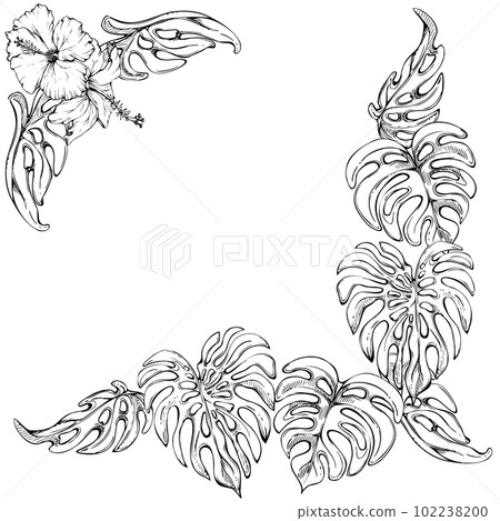 angelonia plant Angelonia – Liberty Landscape Supply