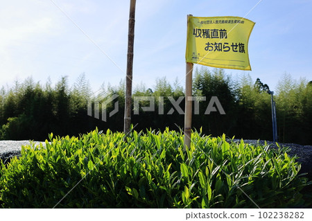 Just before harvest notification flag Tea sprouts 102238282
