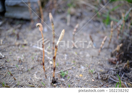 Horsetail starting to grow Hokkaido 102238292