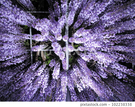 Photo taken from directly below the wisteria trellis at night Photo taken from directly below the wisteria trellis at night 102238338