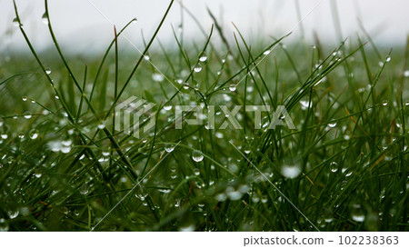 Large drops of water on green grass after rain. Close-up 102238363