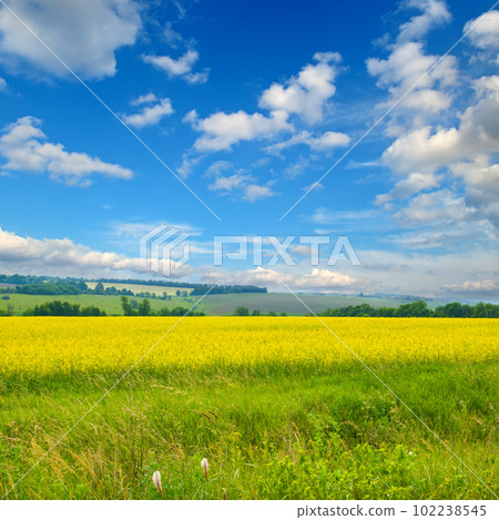 A field with blooming rapeseed and a blue cloudy sky. A field with blooming rapeseed and a blue cloudy sky. 102238545