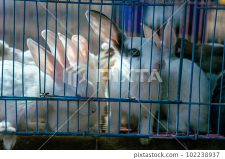 Rabbits in a Cage looking outside. Caged animals. Animals in captivity background. 102238937