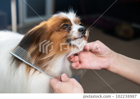 Caucasian woman dries the dog. Papillon Continental Spaniel in the grooming salon.  102238987