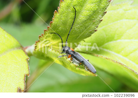 Kikusui Kamikiri 102239096