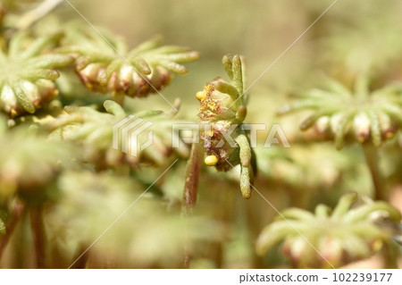 Female liverwort sporangia 102239177