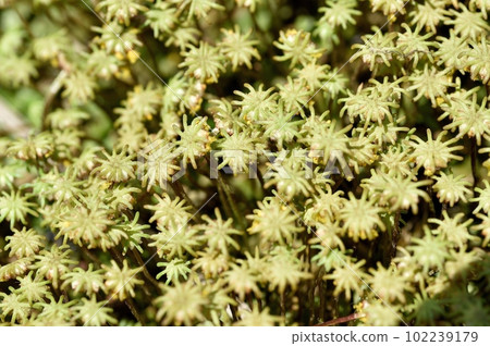 Female liverwort sporangia 102239179