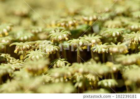 雌性地錢孢子囊 雌性地錢孢子囊 102239181