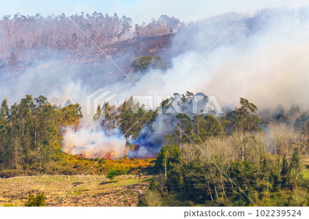 Burning mountain trees. Wildfire with smoke in dry hot season. Natural disaster with forest fire Burning mountain trees. Wildfire with smoke in dry hot season. Natural disaster with forest fire 102239524