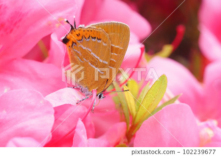 Red clam perched on an azalea flower 102239677