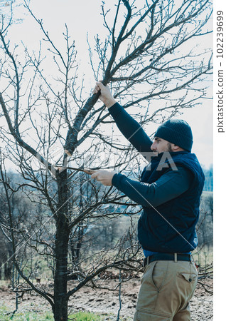 a gardener cuts branches on a plum with a hand saw, landscaping work in the garden. 102239699
