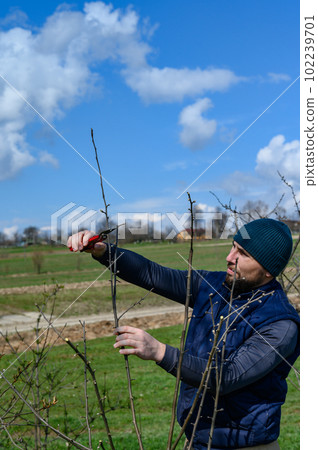 Forming the crown of a tree with the help of spring pruning and removal of unnecessary branches. 102239701