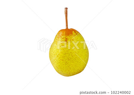 Rocha pear ripe fruit isolated on white 102240002