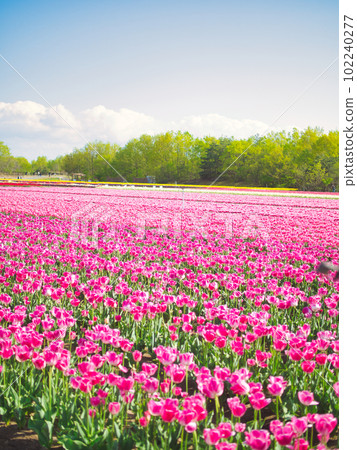 Tainai City Tulip Festival Tainai City Tulip Festival 102240277
