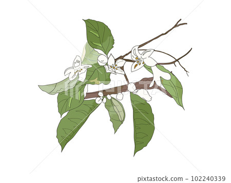 四季花卉系列初夏八朔八朔花盛開 四季花卉系列初夏八朔八朔花盛開 102240339