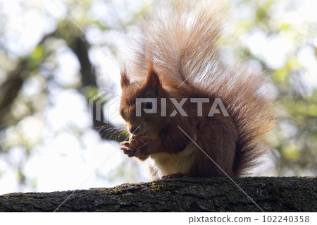 Female red squirrel, sciurus vulgaris sitting on a branch and eating wallnut. Female red squirrel, sciurus vulgaris sitting on a branch and eating wallnut. 102240358