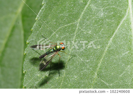 Madara Fuso Asakina gata Madara Fuso Asakina gata 102240608