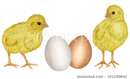 Yellow chicken white brown egg shell. Farm product. Protein. Happy easter. Hand drawn watercolor illustration isolated on white background. For menu, cookbook design, card 102240642