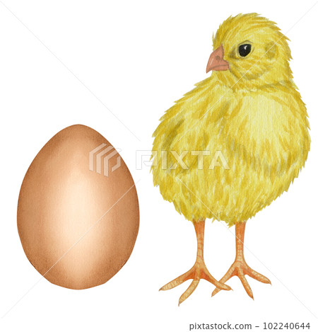 Yellow chicken brown egg shell. Farm product. Protein. Happy easter. Hand drawn watercolor illustration isolated on white background. For menu, cookbook design, card 102240644