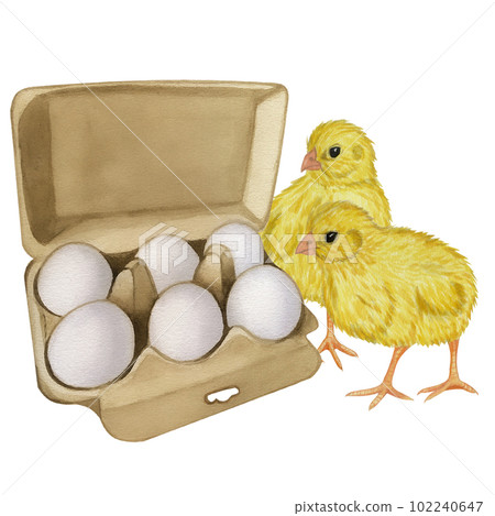 Yellow chickens white egg shell in the box . Farm product. Protein. Happy easter. Hand drawn watercolor illustration isolated on white background. For menu, cookbook design, card Yellow chickens white egg shell in the box . Farm product. Protein. Happy easter. Hand drawn watercolor illustration isolated on white background. For menu, cookbook design, card 102240647