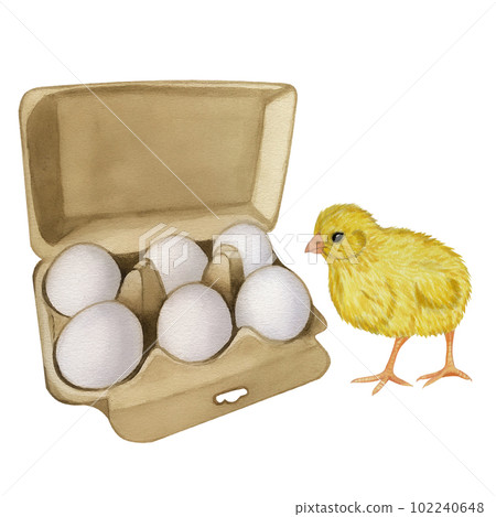 Yellow chicken white egg shell in the box . Farm product. Protein. Happy easter. Hand drawn watercolor illustration isolated on white background. For menu, cookbook design, card Yellow chicken white egg shell in the box . Farm product. Protein. Happy easter. Hand drawn watercolor illustration isolated on white background. For menu, cookbook design, card 102240648