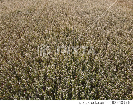buckwheat field from the air. Aerial flying above stunning beautiful fields with buckwheat blossom. Wonderful drone video above white flowers for ecological concept. 102240956