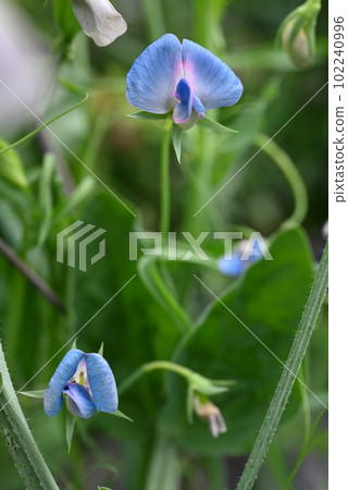 Sweet peas, azureus light blue flowers blooming in the garden 102240996