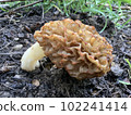 Morchella mushroom the true morels Morchellaceae Phalloboletus Adans Boletus Tourn 102241414