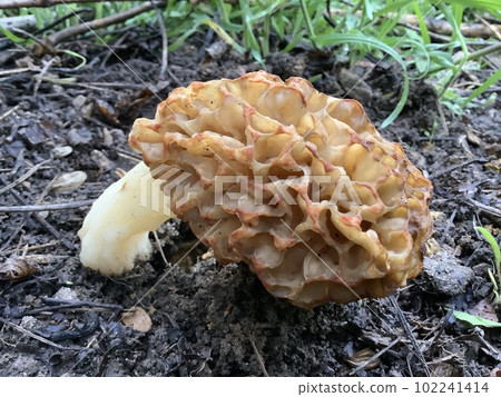 Morchella mushroom the true morels Morchellaceae Phalloboletus Adans Boletus Tourn 102241414