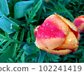 Dew raindrops on a red-orange tulip Bright and saturated colors Greens Blurred background 102241419