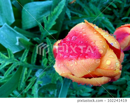 Dew raindrops on a red-orange tulip Bright and saturated colors Greens Blurred background 102241419