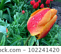 Dew drops Raindrops on a red-orange tulip Bright and saturated colors Blurred background 102241420