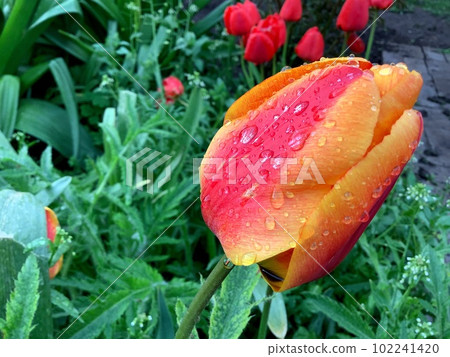 Dew drops Raindrops on a red-orange tulip Bright and saturated colors Blurred background 102241420
