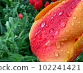 Close Dew raindrops on a red-orange tulip Bright and saturated colors Greens Blurred background 102241421