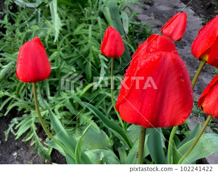Raindrops Dew drops on a red tulip Bright and saturated colors Blurred background 102241422