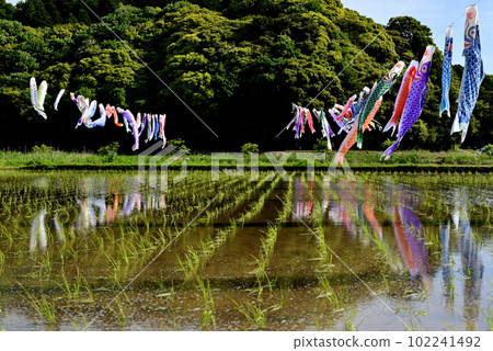 鯉魚旗 鯉魚旗 102241492