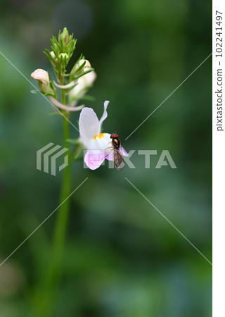 棲息在 linaria 花上的蜜蜂的特寫鏡頭 102241497