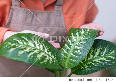 love of plant care checking leaves of indoor home plants, creating a nature-inspired environment and promoting the importance of plant care.  102241592