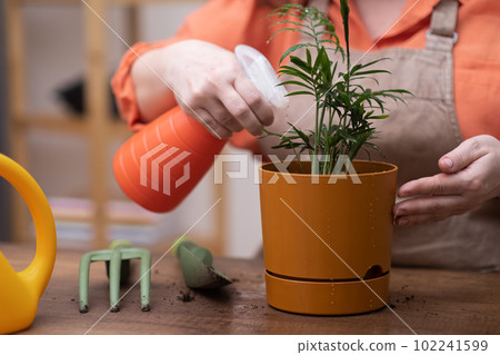magic of home gardening and house plants hobby, woman use spray bottle with water, flower pot, gardening tools, and repotting techniques using a trowel and rake. magic of home gardening and house plants hobby, woman use spray bottle with water, flower pot, gardening tools, and repotting techniques using a trowel and rake. 102241599