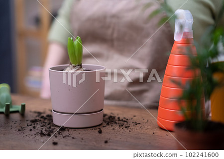 hyacinth bulb plant in flower pot on wooden table close up. healthy roots repotting gently using gardening tools. hyacinth bulb plant in flower pot on wooden table close up. healthy roots repotting gently using gardening tools. 102241600