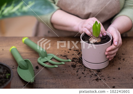 horticulture and home gardening house plants care hobby, woman hands close up with flower pot planting hyacinth bulb. horticulture and home gardening house plants care hobby, woman hands close up with flower pot planting hyacinth bulb. 102241601